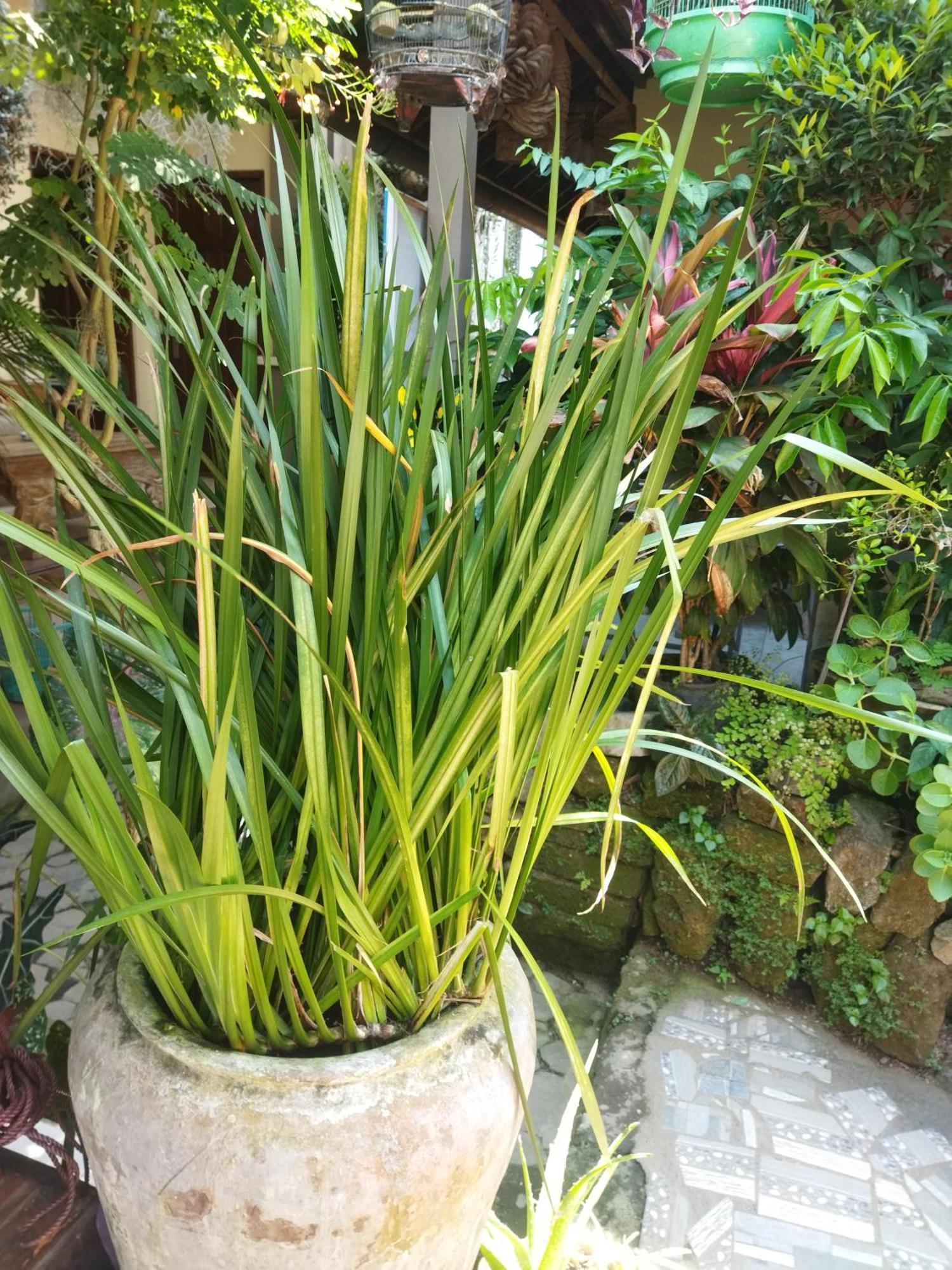 Hotel Wahwik'S House Ubud Exterior foto